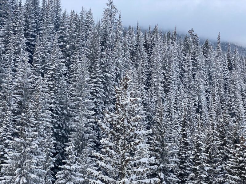 Kicking Horse, British Columbia, Canada. Image © PlanetSKI